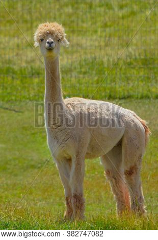 Llama's Are From South America.  From The Camel Family And Are Very Social Animals With Very Soft Wo