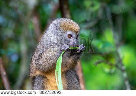 A Bamboo Lemur With A Blade Of Grass On A Branch