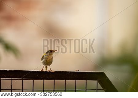 Common Tailorbird Or Orthotomus Sutorius A Small Shy Bird