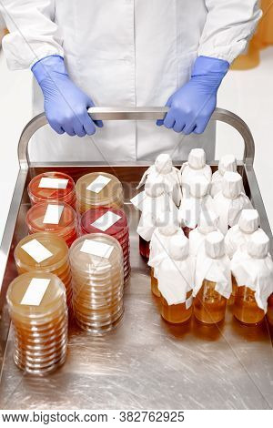 Collecting Plate With Culture Medium Stored In A Laboratory. A Lot Of Petri Plates. Laboratory Resea
