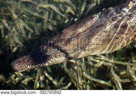 The American Crocodile (crocodylus Acutus) Underwater In The Sea