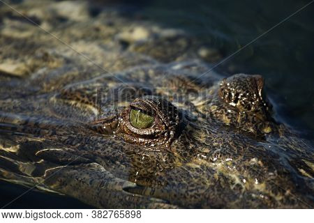 The American Crocodile (crocodylus Acutus),portrait With The Eye