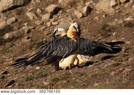 The Bearded Vulture (gypaetus Barbatus), Also Known As The Lammergeier Or Ossifrage, Pair On The Hil