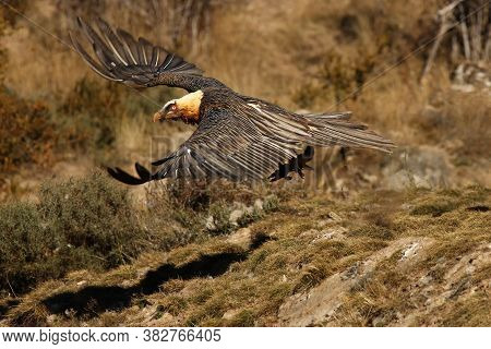 The Bearded Vulture (gypaetus Barbatus), Also Known As The Lammergeier Or Ossifrage Flies Low Over T