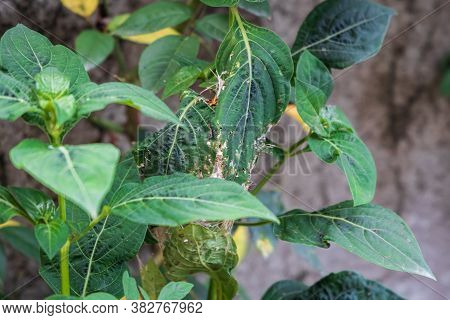 Camouflaged Nest Of Ashy Prinia Hanging Against The Branch Of A Plant, Hard To Spot At Once.