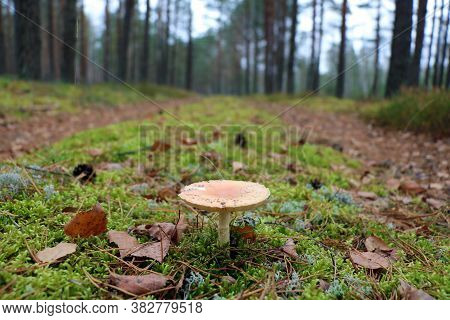 Close-up Of A Young Light Mushroom. Green Moss. Autumn Morning