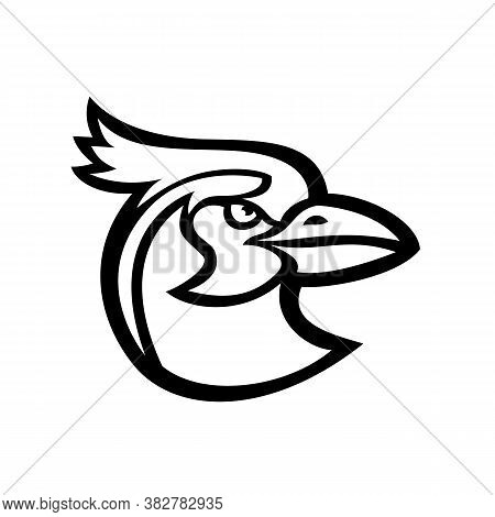 Black And White Mascot Illustration Of Head Of A Black-throated Magpie-jay Calocitta Colliei, A Long