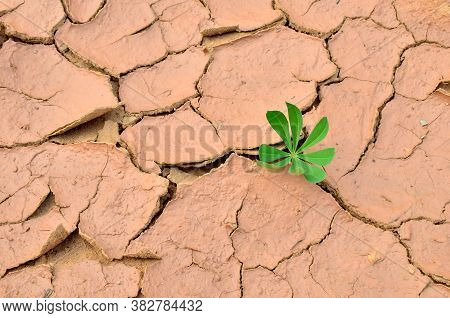 Green Plants Grew In Dry Cracked Earth. Dry Lake Or Swamp In The Process Of Drought And Lack Of Rain