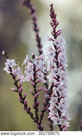 Pink And White Flowers And Buds Of The Australian Native Coast Coral Heath, Epacris Microphylla, Gro
