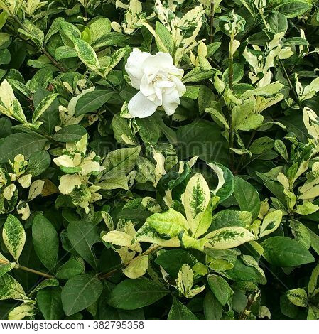 Cape Jasmine Flower. Scientific Name: Jasminum Sambac