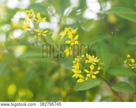 Little Yellow Flower Thryallis Glauca, Galphimia, Gold Shower Medium Shrub Dark Yellow Flowers Inflo