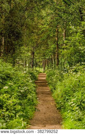 Path Leading Into The Distance In The Woods