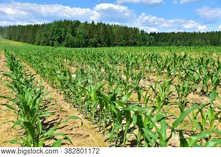 Young Corn Plants In A Field. Maize Or Sweetcorn Plants Background. Cornfield Texture. Agricultural 