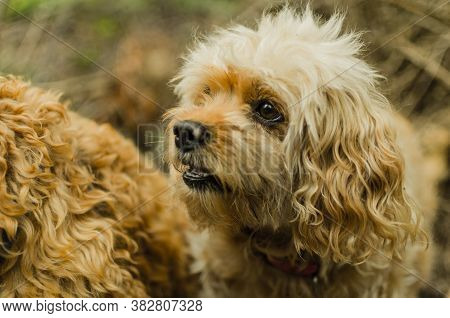 Cavapoo Dog Looking Lovingly