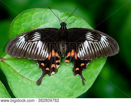 Multi Colored Butterfly On A Leaf