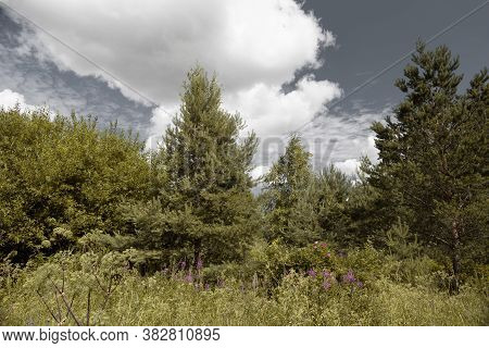 Large White Cumulus Cloud Over Mixed Deciduous-coniferous Forest