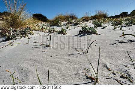Le Dune Beach Near Capo Comino, Siniscola, Nuoro