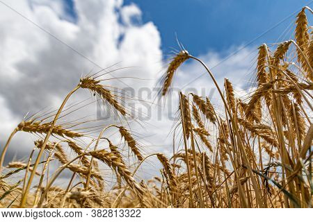 Wheat On A Background Of Blue Sky With Clouds Before Harvest In Autumn
