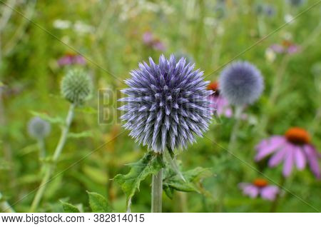 Globe Thistle Thornbush Flower Head.bumblebee Pollinating Blue Spherical Flower Head Of Echinops Com