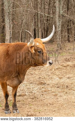 Texas Longhorn Side View Standing In A Field With A Background Of Scrubby Trees. She Is A Cow, And T