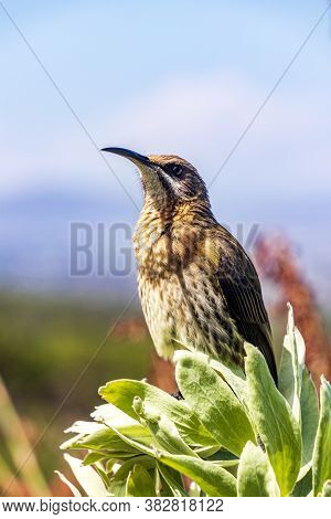 Cape Sugarbird Sitting On Plants Flowers, Kirstenbosch National Botanical Garden.