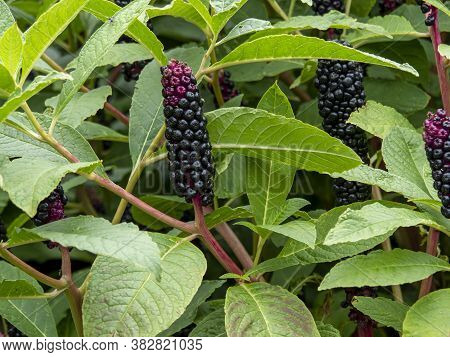Black And Red Berries And Green Leaves Of Indian Pokeweed, Phytolacca Acinosa