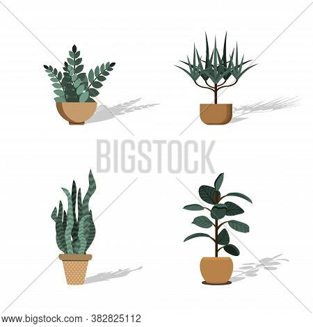Set Of Vector House Indoor Plants, Potted Plants Collection On White Background.