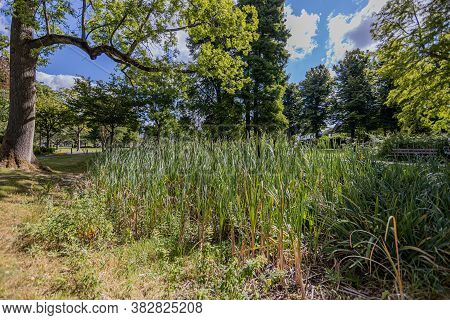 Swampy Terrain In City Park Next To Keutelbeek Stream Wild Grass And Reeds Surrounded By Trees With 
