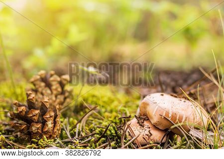 A Group Of Boletus, Suillus Luteus, Among The Moss And Pinecones In The Forest, Mushroom Picking Sea