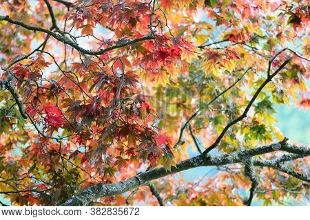 Japanese Maple (acer Japonicum)