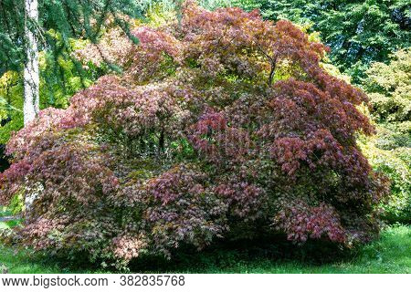 Close Up Of A Japanese Maple (acer Japonicum) Tree With Red Leaves
