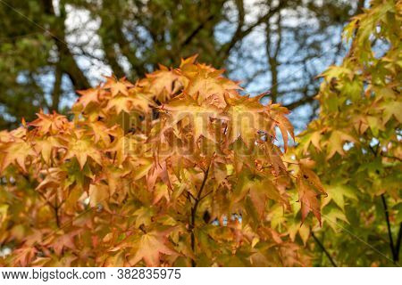 Close Up Of Orange Leaves On  Japanese Maple (acer Japonicum) Tree