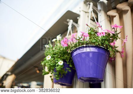 Purple Hanging Planter With Pink Petunia Flowers