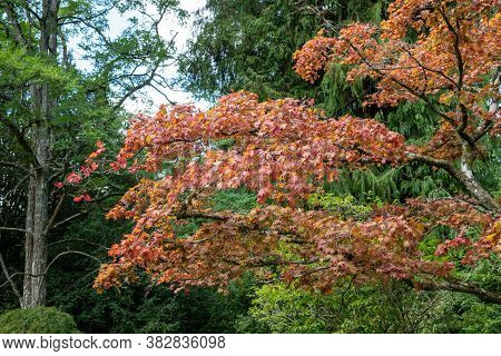 Close Up Of A Branch On A Japanese Maple (acer Japonicum) Tree