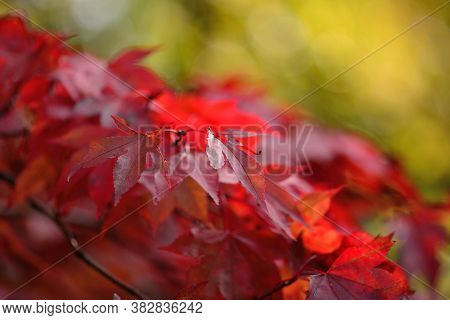 Japanese Maple (acer Japonicum)