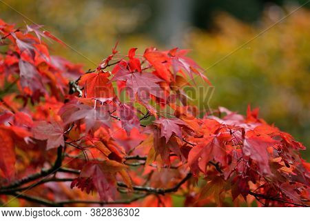 Japanese Maple (acer Japonicum)