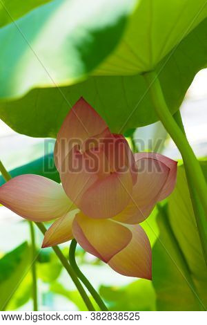 Pink Flower Lotus Or Nelumbo, Nelumbonaceae. Symbol Of Purity