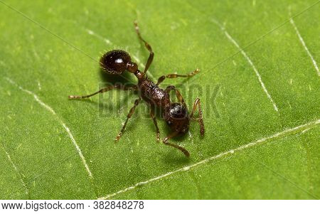 Macro Shot Of Red Wood Ant. Formica Rufa.