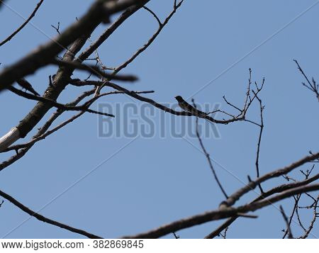 Swallow Sit On Tree In European Goczalkowice Town At Silesian District In Poland, Clear Blue Sky In 