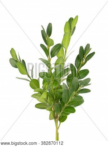Boxwood Branch Isolated On White Background. Green Boxwood Sprig. Buxus With Clipping Path.