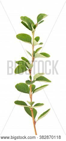 Boxwood Branch Isolated On White Background. Green Boxwood Sprig. Buxus With Clipping Path.