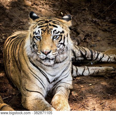 A Royal Bengal Tiger Resting In Its Habitat While Keeping A Watch
