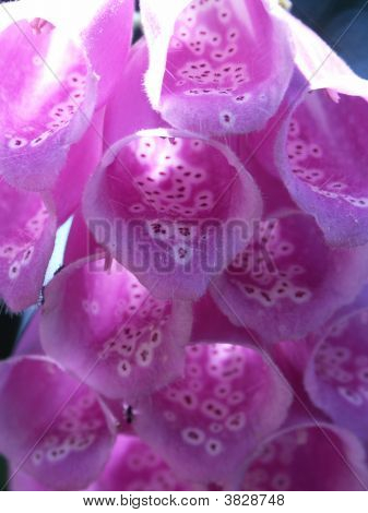 Fioletowy Foxglove