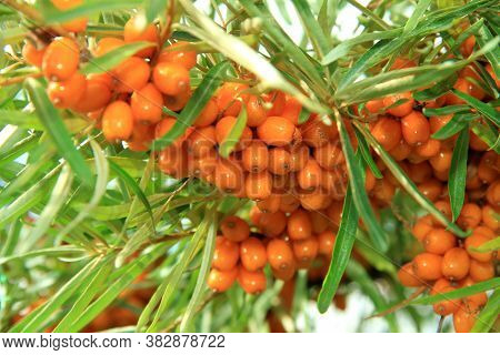 Sea Buckthorn Berries In Nature. Very Healthy, Juicy And Orange Sea Buckthorn In The Garden-autumn H