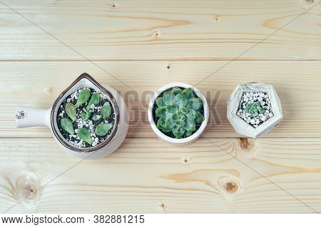 Succulent Pachyphytum And His Sprouts In A Concrete Pot In A Row On A Wooden Table Background. Flat 