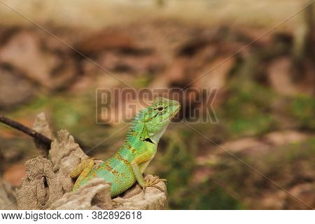 Green Chameleon On A Rock, Scaled Chameleon They Are Reptiles In Suborder Lacertilia Or Sauria.
