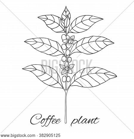 Organic Collection. Vector Graghic Illustration With Coffee Plant On A White Background