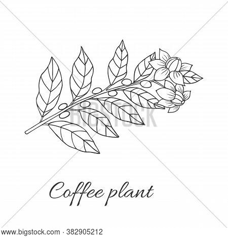 Organic Collection. Vector Graghic Illustration With Coffee Plant On A White Background