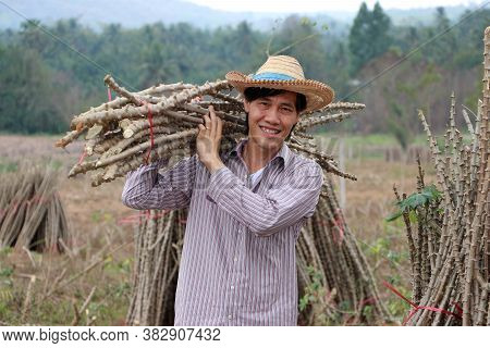 Male Farmer Standing And Shoulder  Tapioca Limb That Cut The Stack Together In The Cassava Farm.