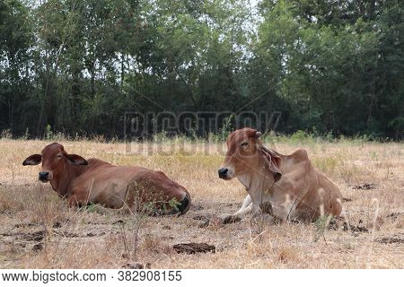Two Cows Laying Down In The Brown Grassland.